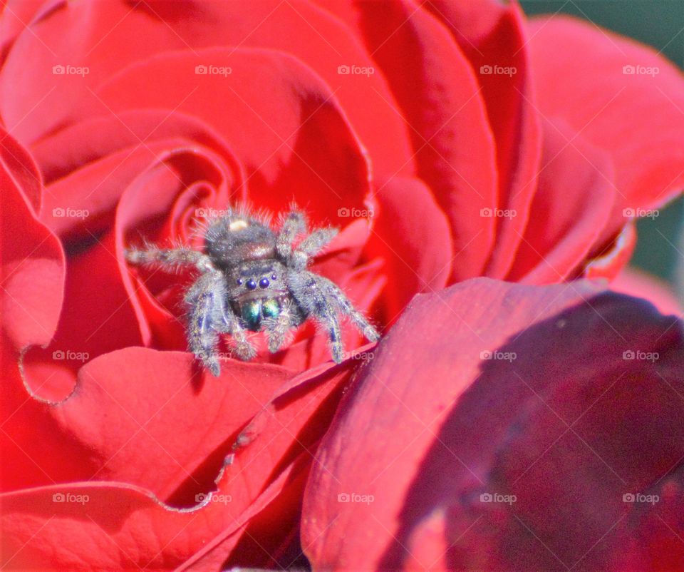 micro shot spider on a rose insect flower rose garden Web