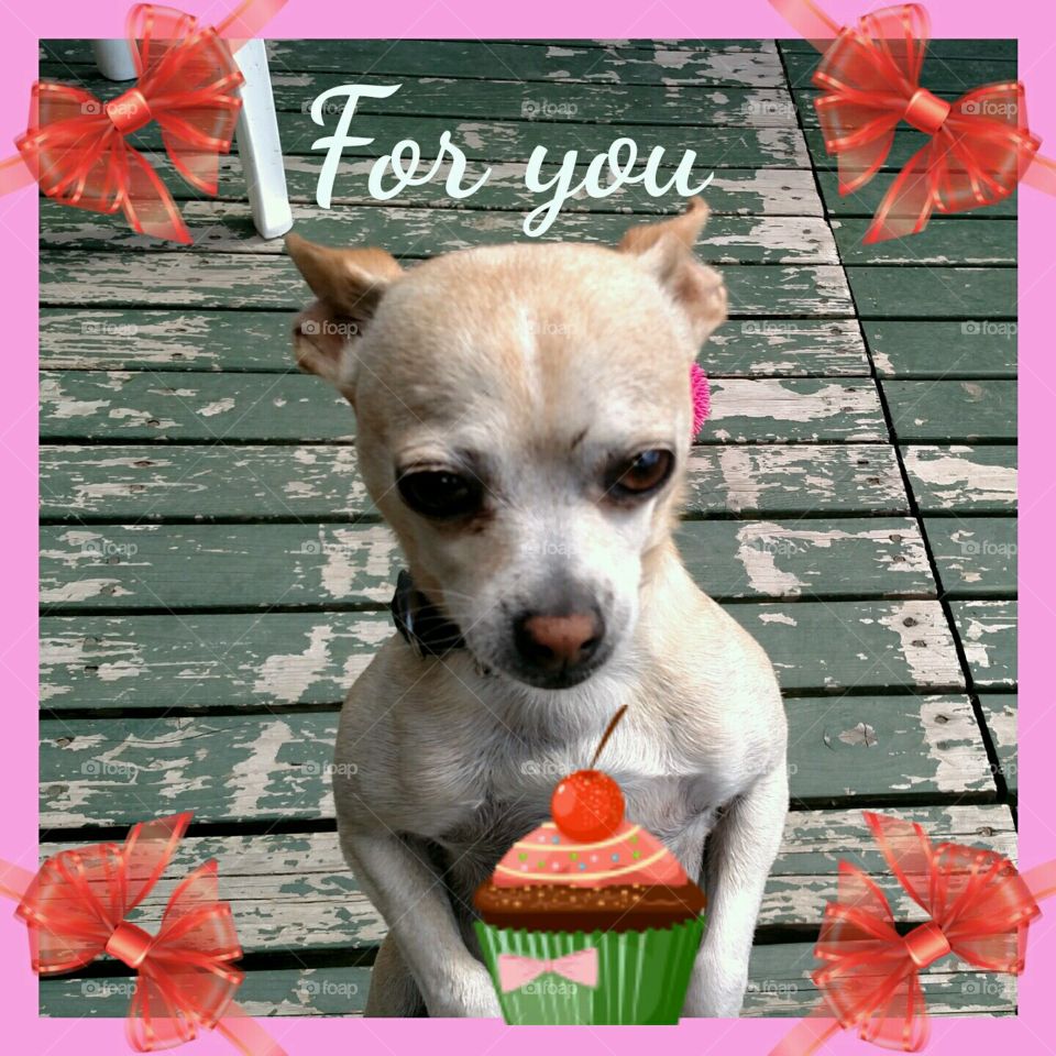 A Gift For You. my lil chihuahua Lacy with a cupcake
