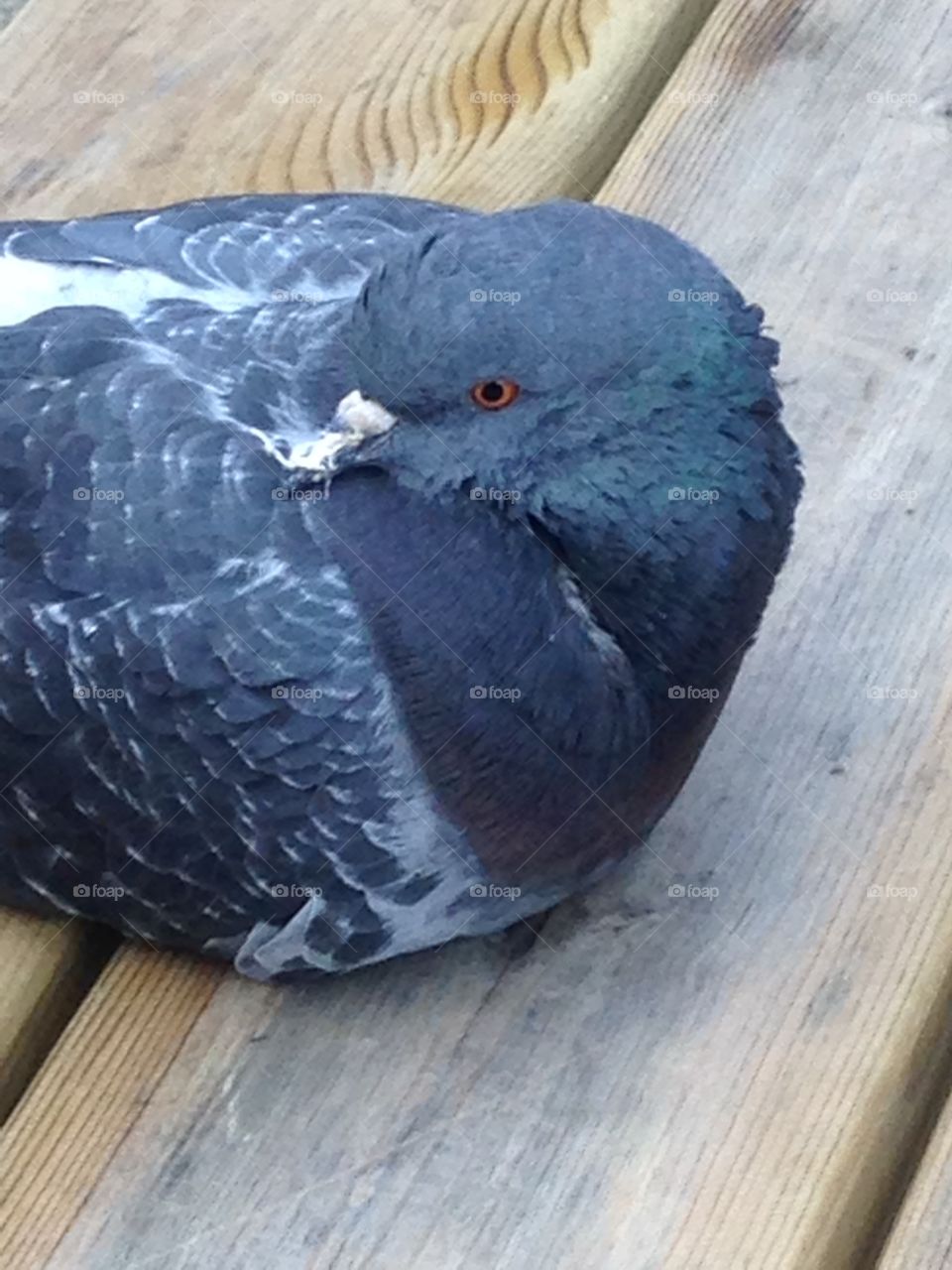 Pigeon head tucked 