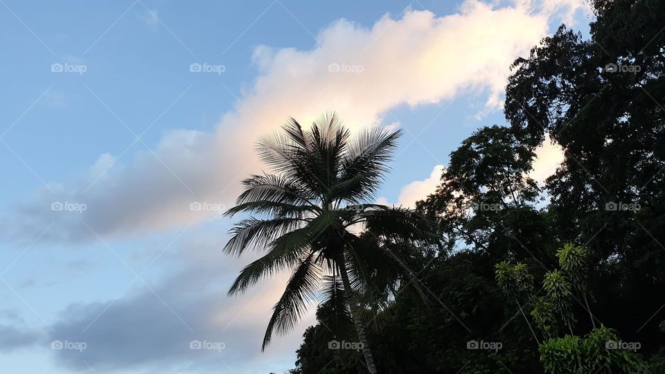 white clouds, blue sky and beautiful trees and palms