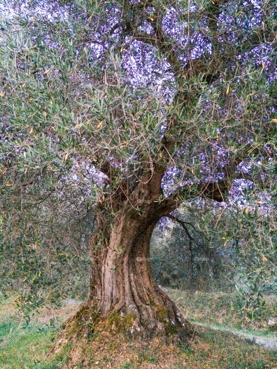 Ancient Tuscan Olive Tree