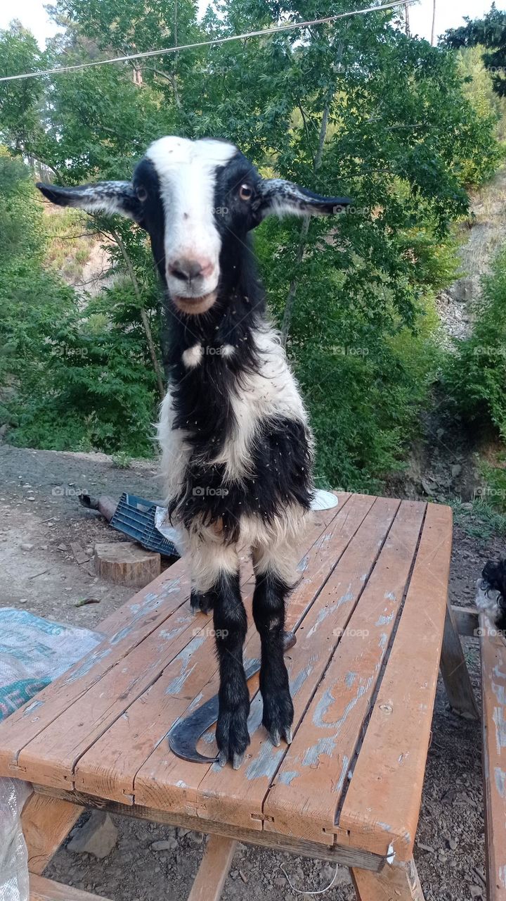 minigoat
