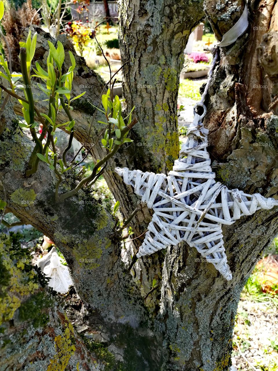 A star decorates a tree