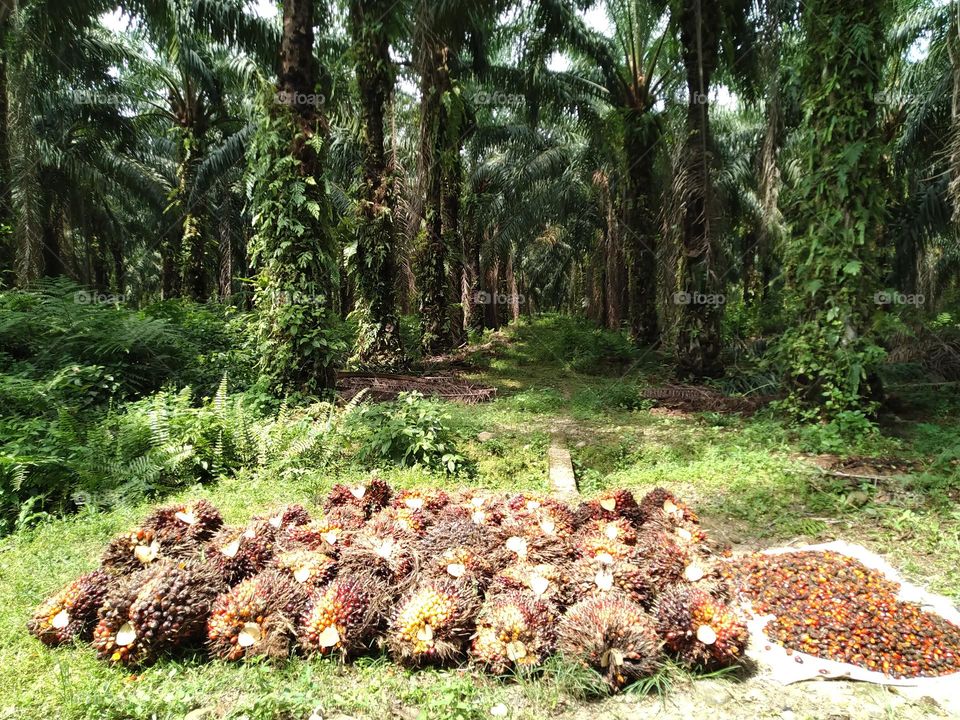 The harvested palm oil is ready to be transported to the factory.