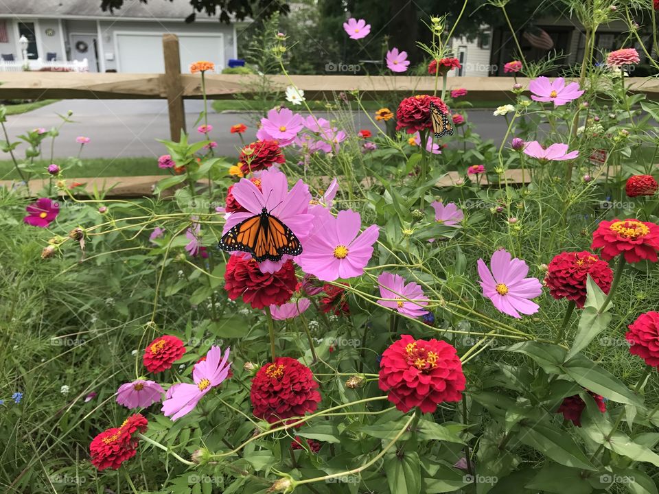 Wildflowers and Butterflies 