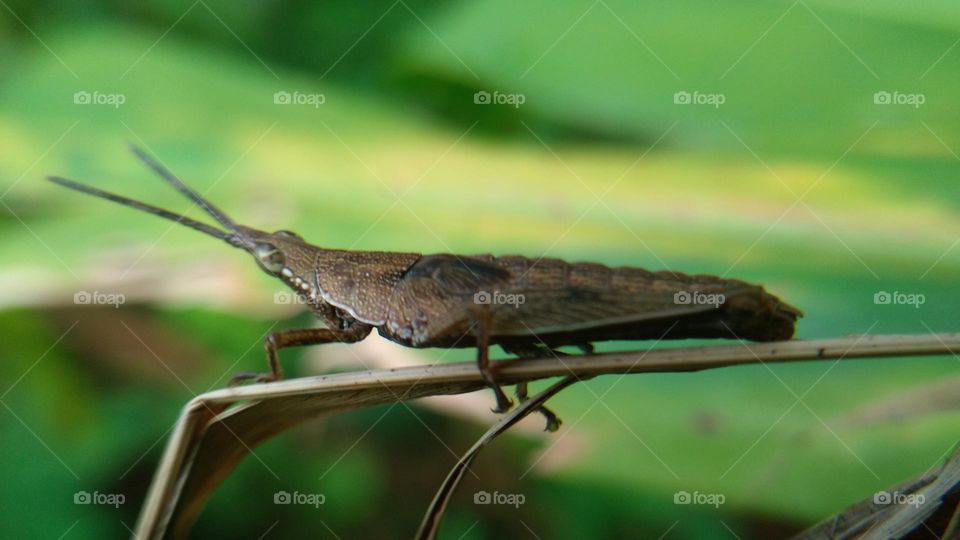 This little grasshopper lands on the tip of the leaf