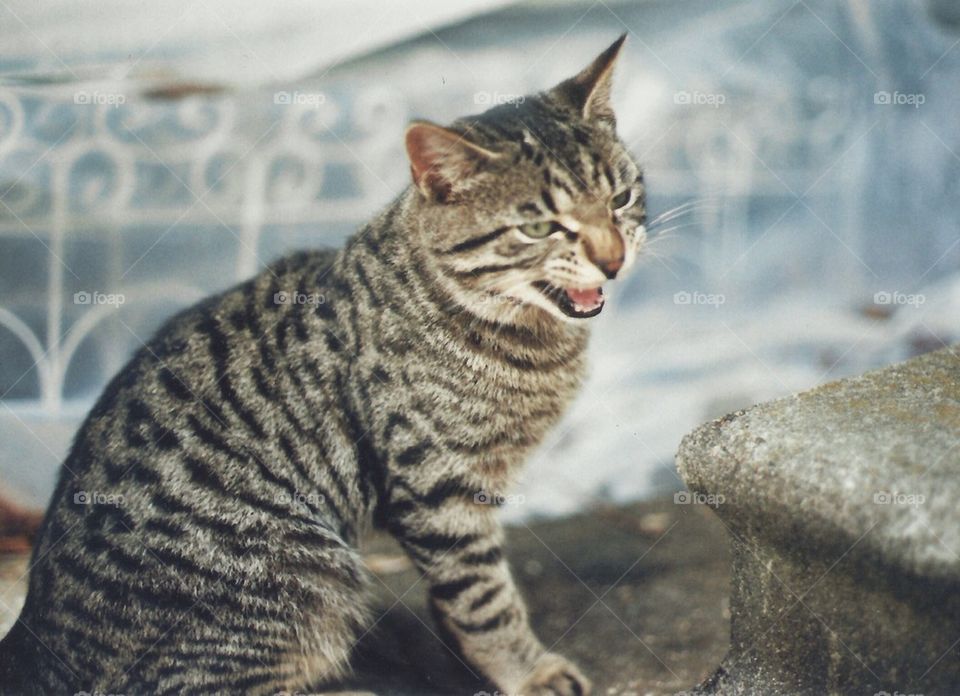 cat animal canon ae-1 35mm by danielrichard