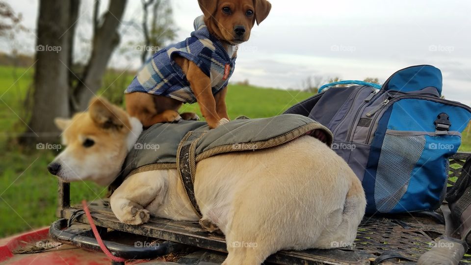 Dog, Portrait, Mammal, One, Two