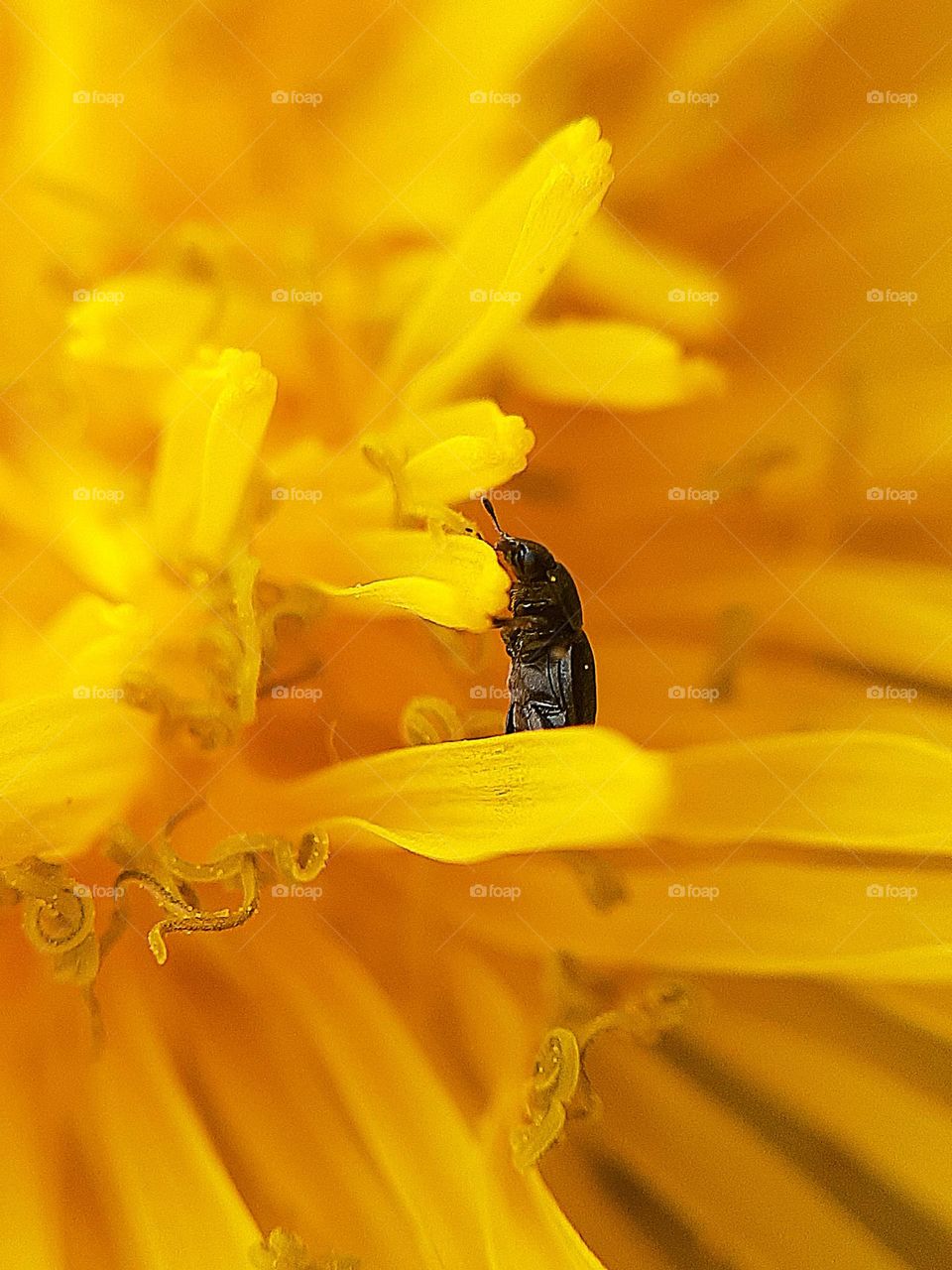 brown beetle sits among the petals of a yellow dandelion, from which bees collect pollen for honey