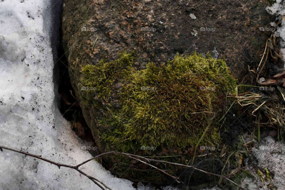 nature in spring snow melts