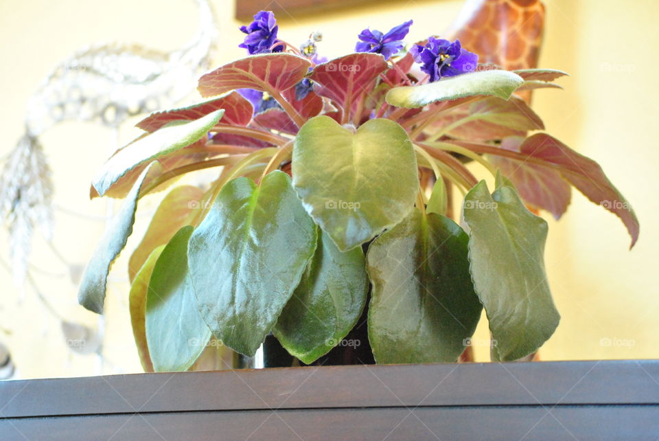 african violets