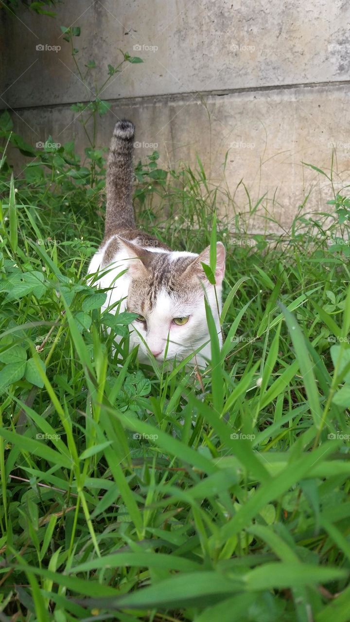 A cat in the middle of grass