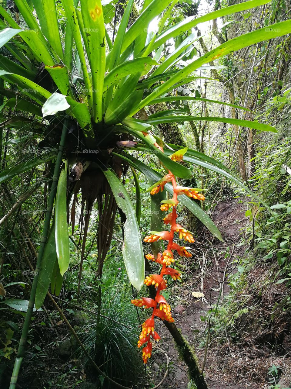 Jungle in Colombia