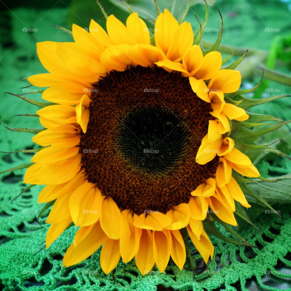 Sunflower