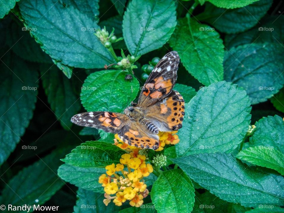 Nature, No Person, Butterfly, Insect, Outdoors