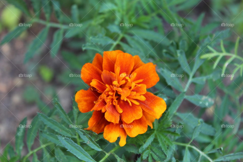Orange Marigold