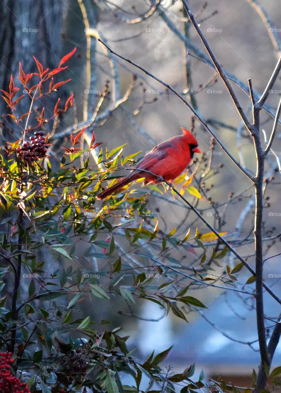 cardinal