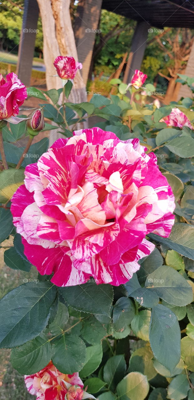 a kind of rose in kokukoen (japan)