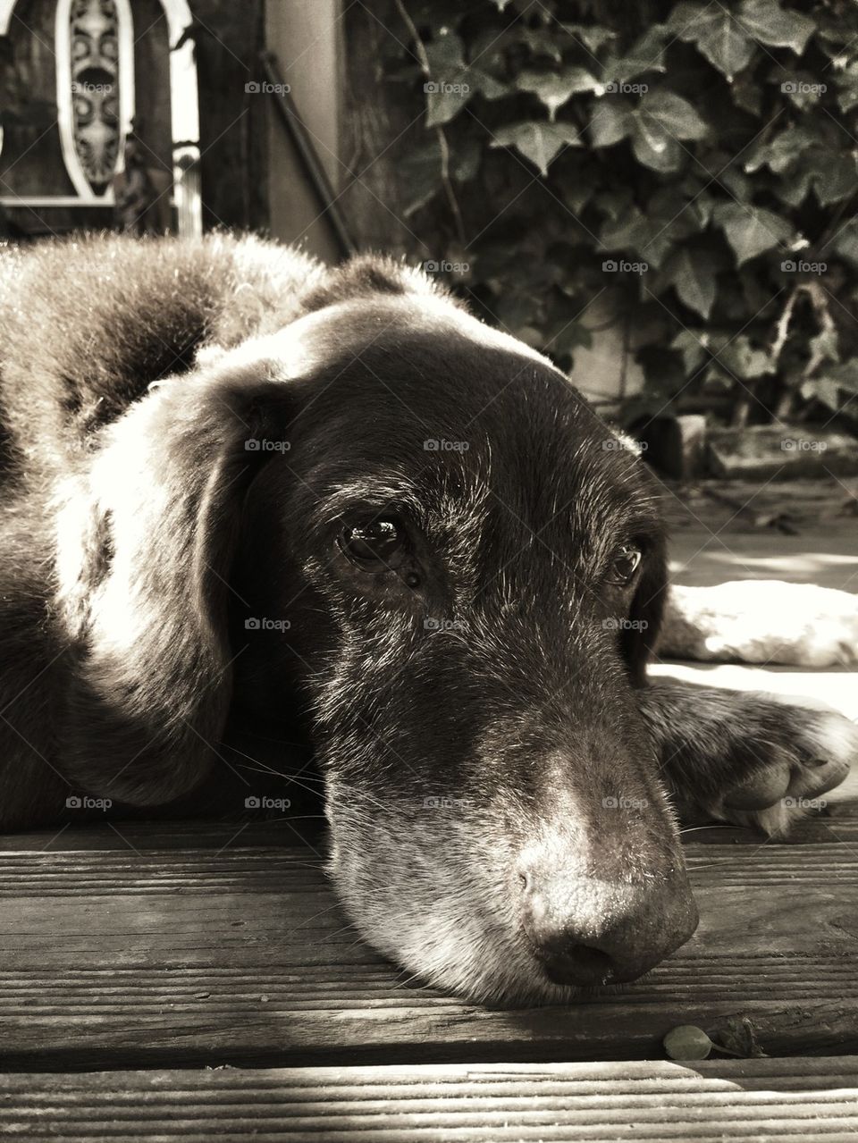 Let sleeping dogs lie