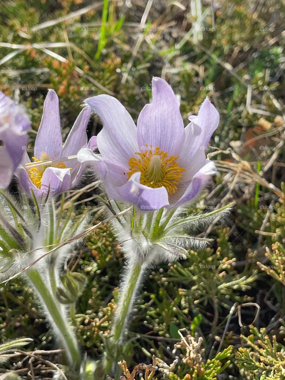 Prairie crocus 