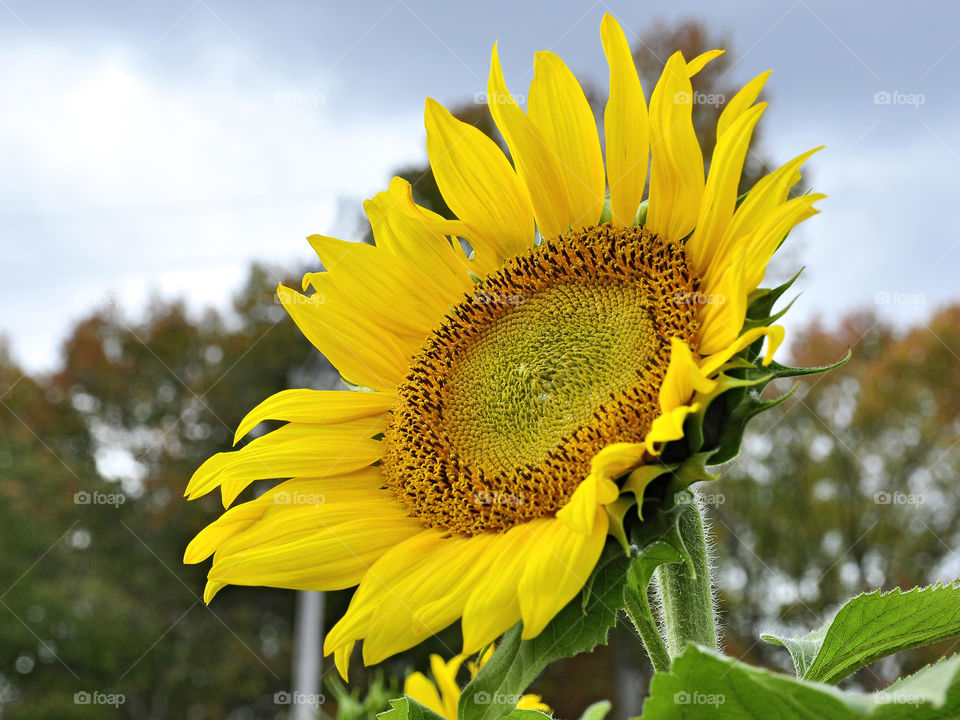 Happy Valley Farm. Beautiful sunflower at Happy Valley Farm. 
zazzle.com/fleetphoto