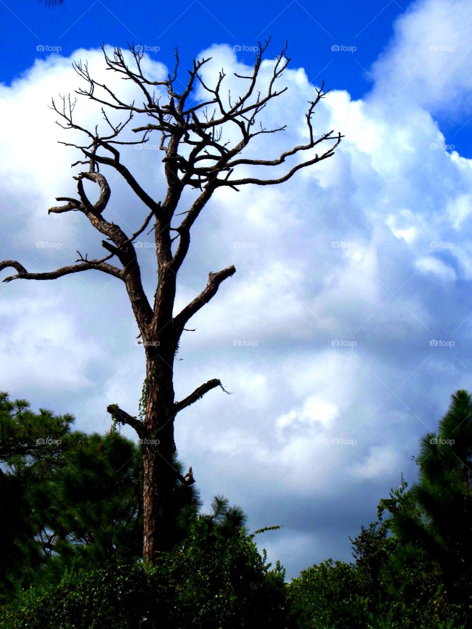 Barren tree