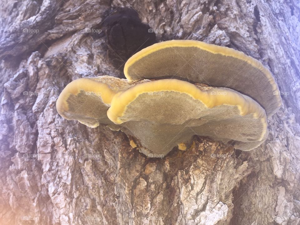 An unidentified polypore mushroom, growing on the northern side of an elm tree, in Southeastern New Mexico.
