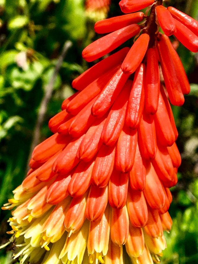 Tropical Fire