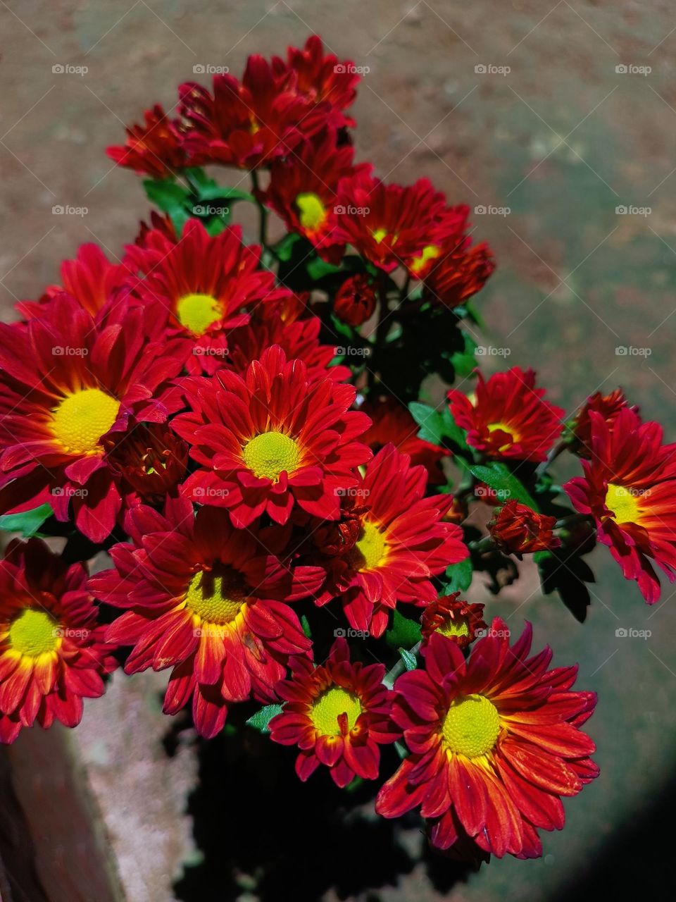 red and yellow mixed Chrysanthemum