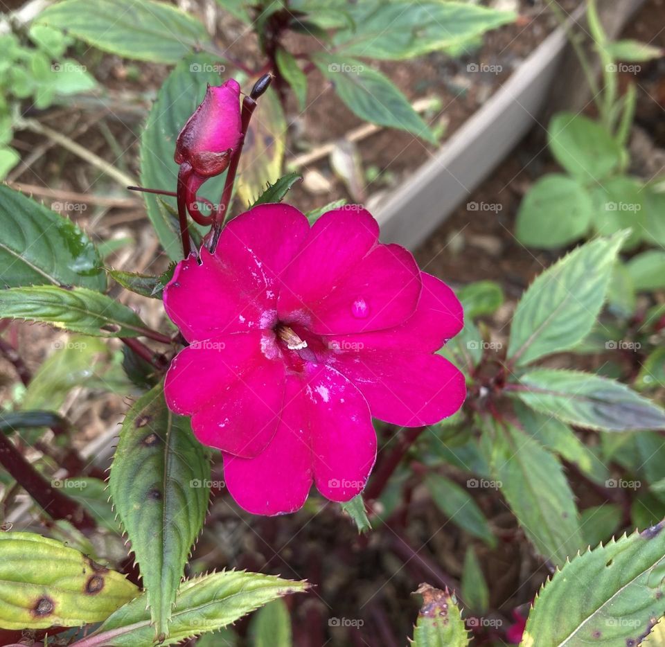 🌹 🇺🇸 Very beautiful flowers to brighten our day.  Live nature and its beauty. Did you like the delicate petals? / 🇧🇷 Flores muito bonitas para alegrar nosso dia. Viva a natureza e sua beleza. Gostaram das pétalas delicadas? 