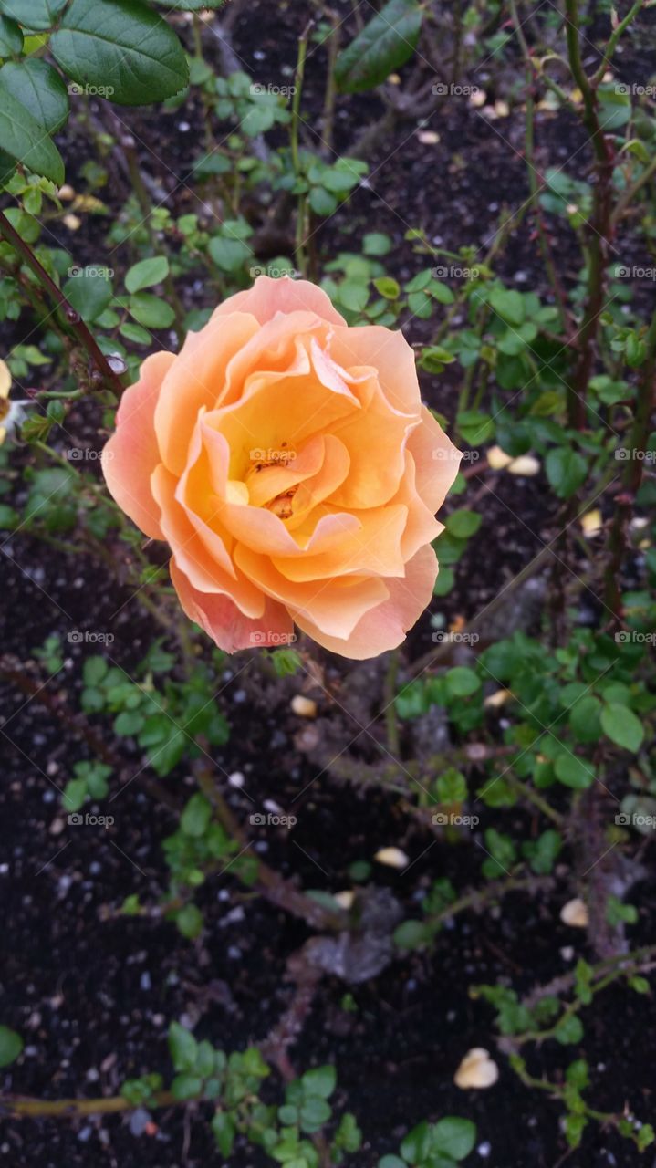 Rose Garden at Wellington Botanic Gardens.