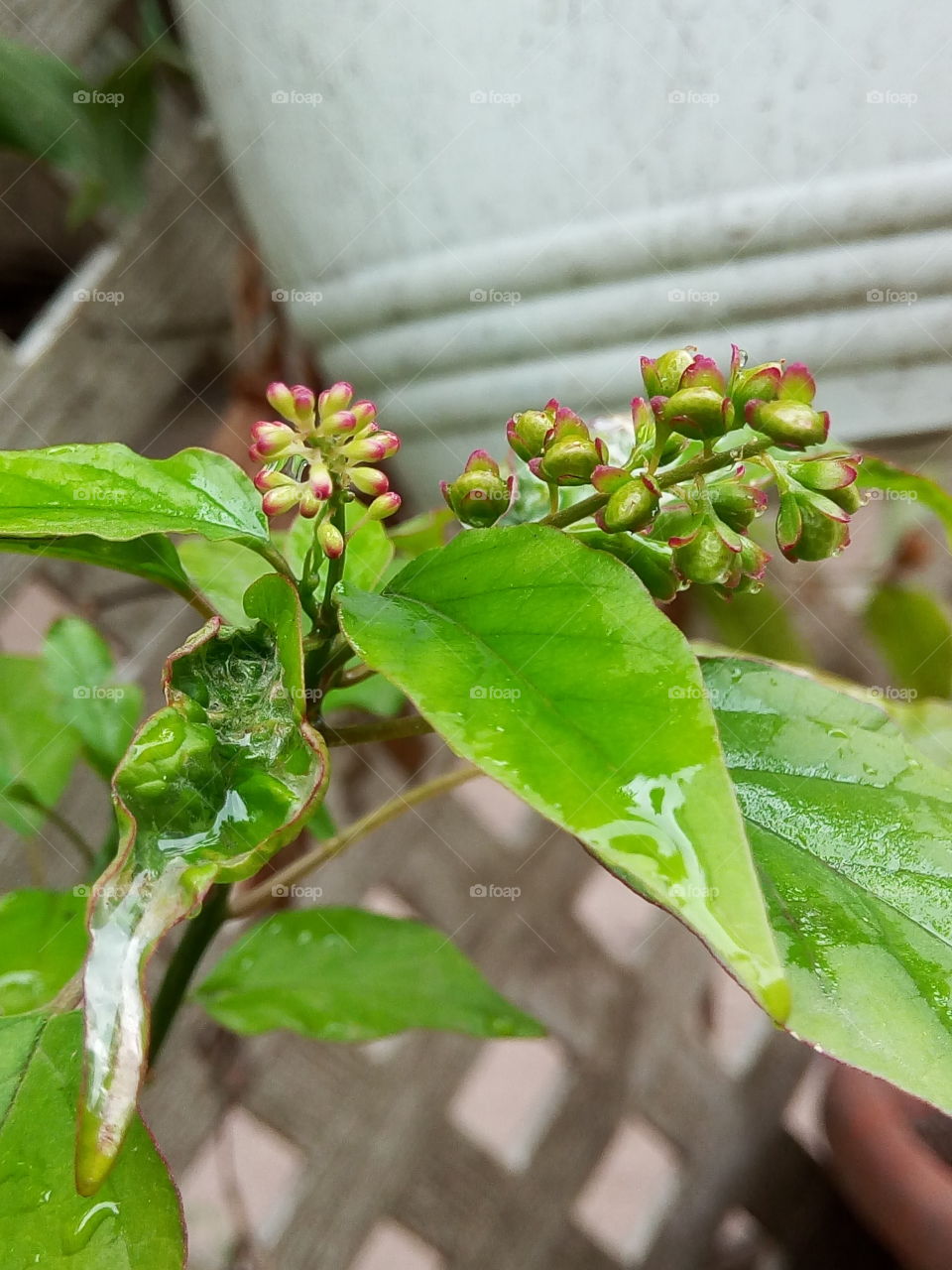 Leaf, Nature, Flora, Food, No Person