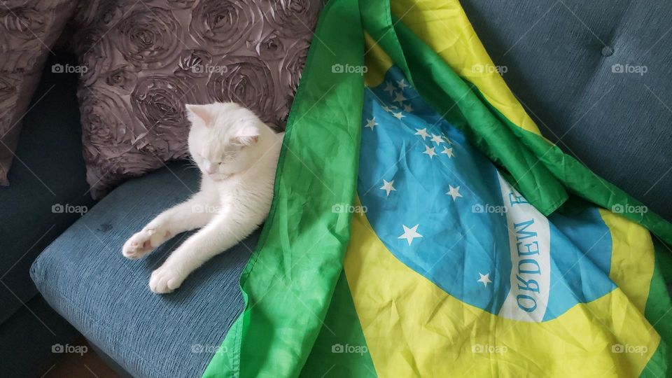 A kitty covered with Brazilian flag