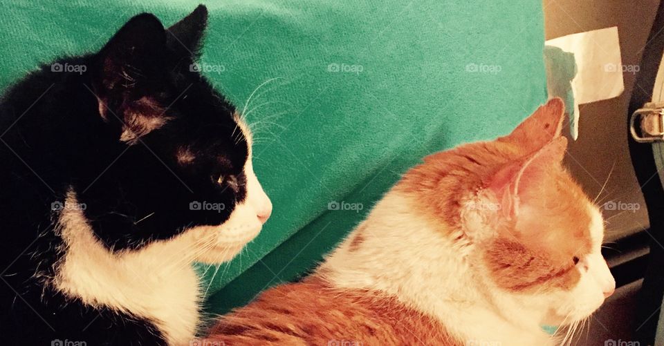 Cat mug shot. Side profile. 