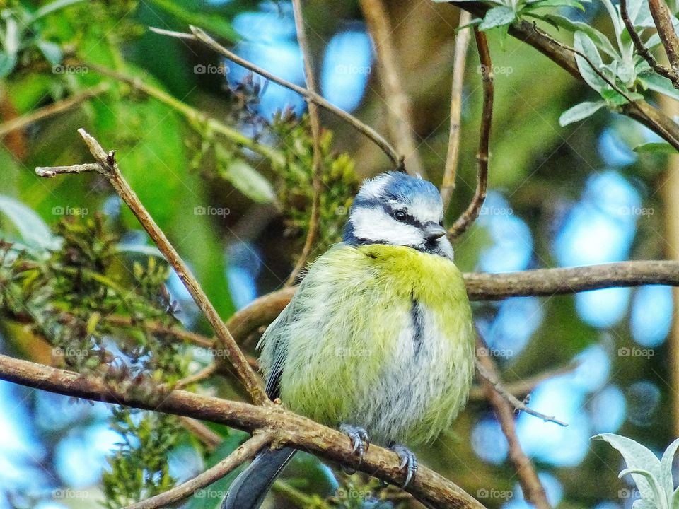 Little bluetit