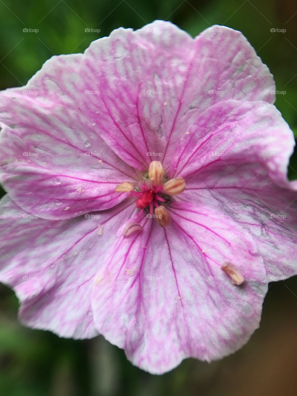 Pink flower 