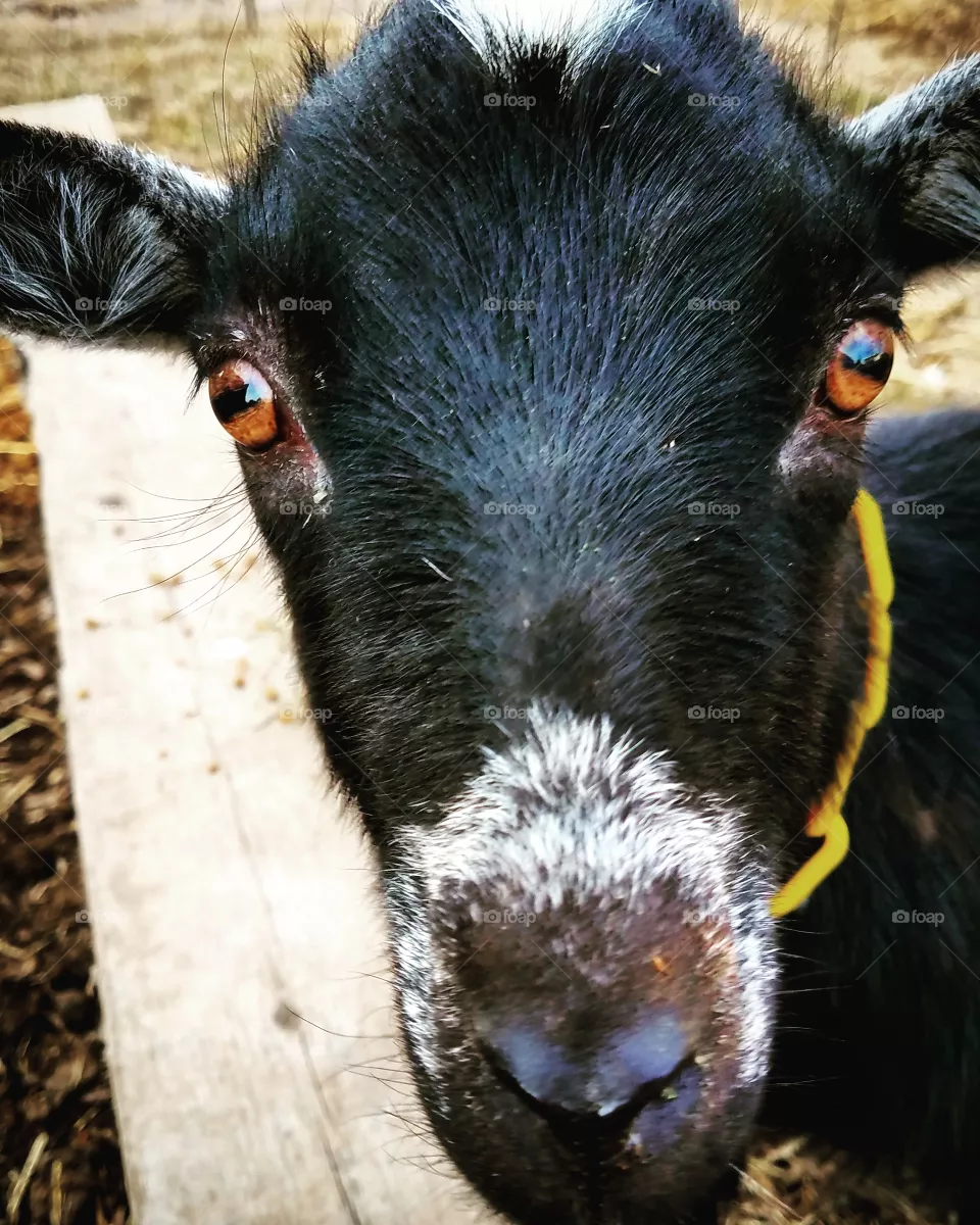 mama goat