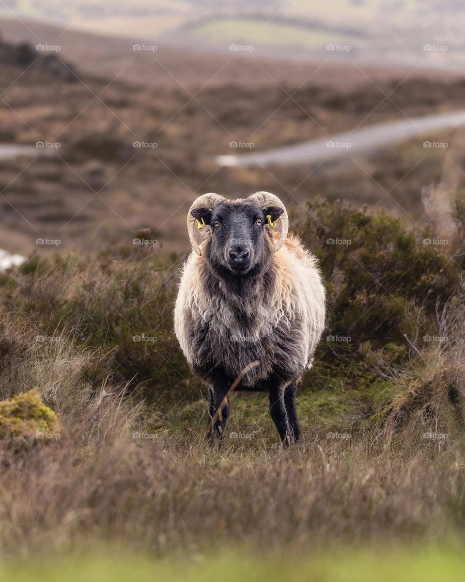 A ram in a mountain countryside grazing 