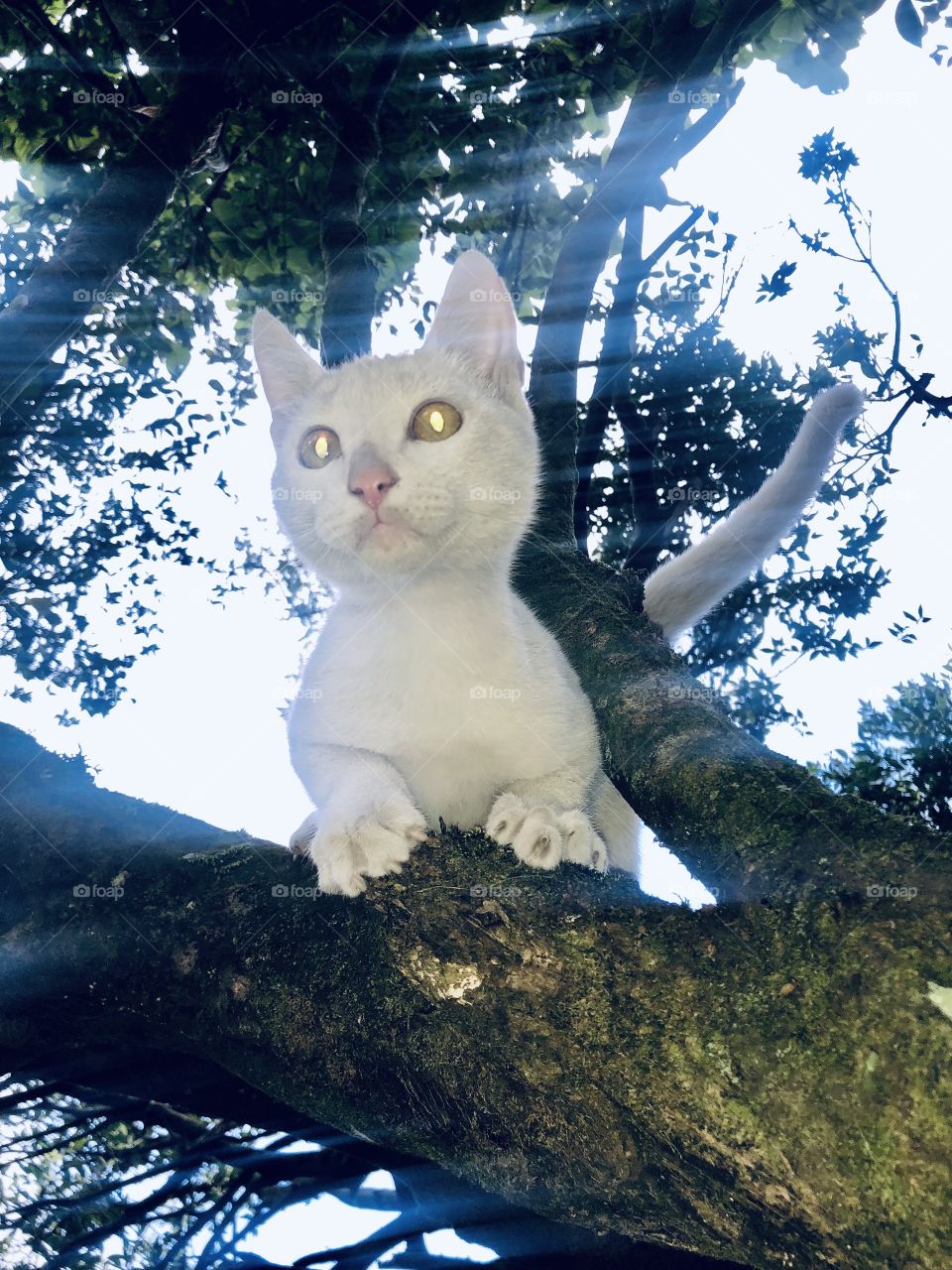 Cu4tro mesmerizing eyes