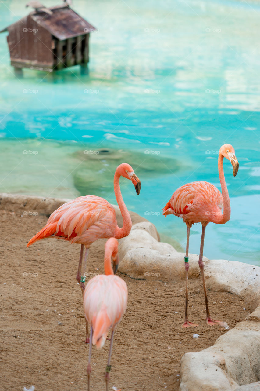Three pink flamingos