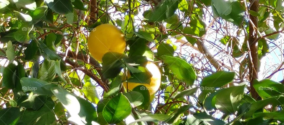 Grapefruit in the USA