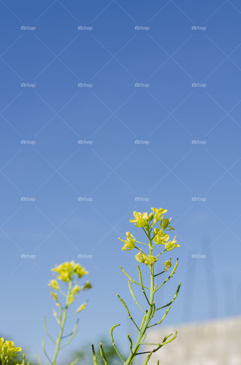 Pak Choi Blossoms Against Sky Background