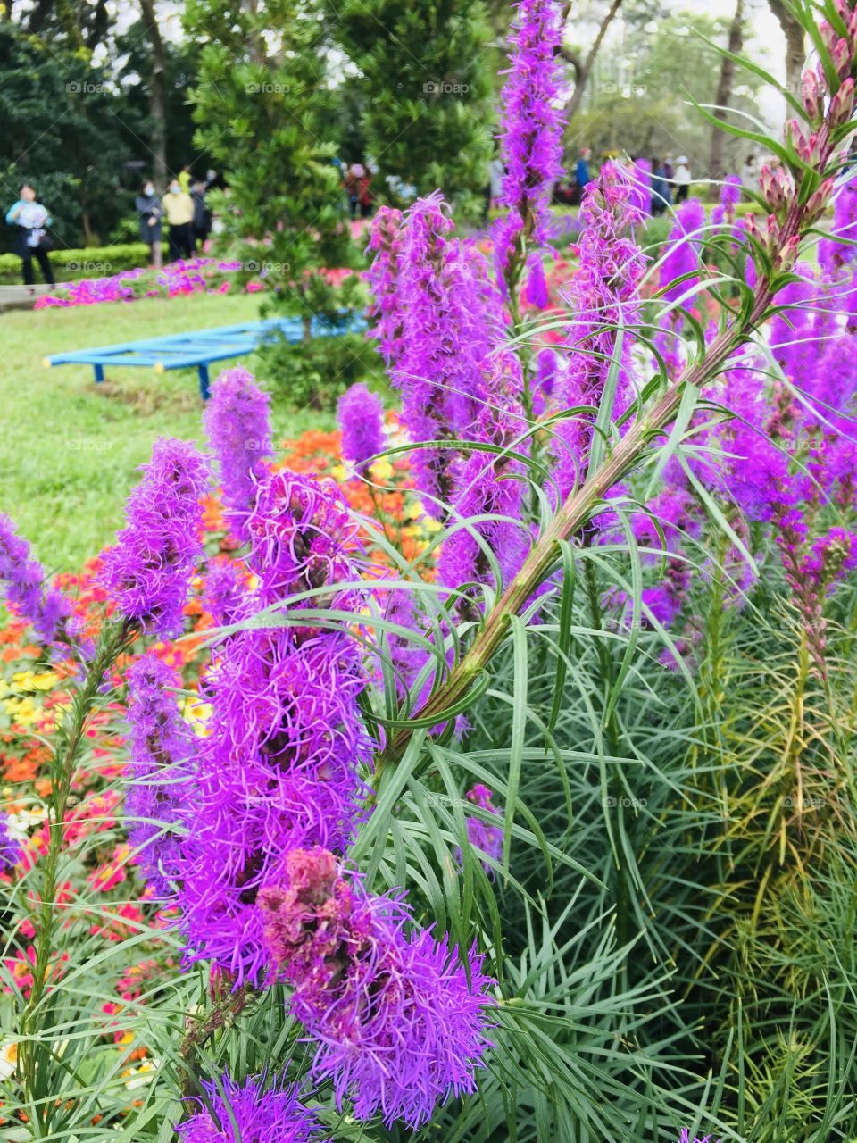 This photo was taken during the display of flower species located in Shilin District, Taiwan 