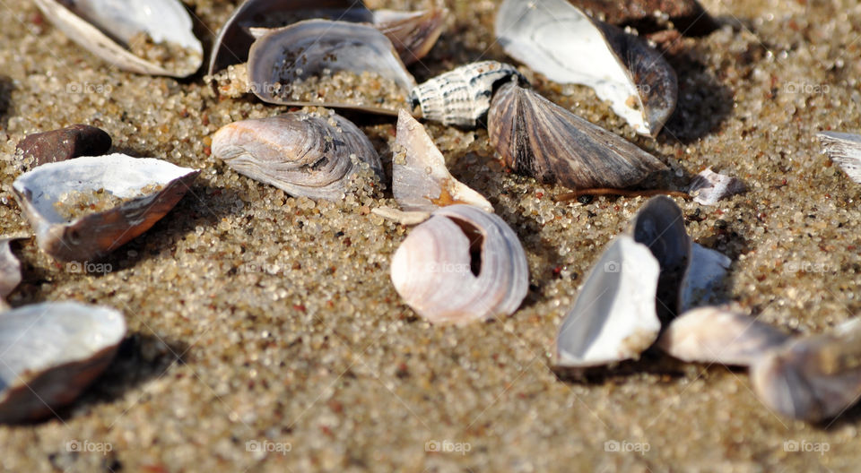 seashells on the beach of the Baltic sea coast in Poland