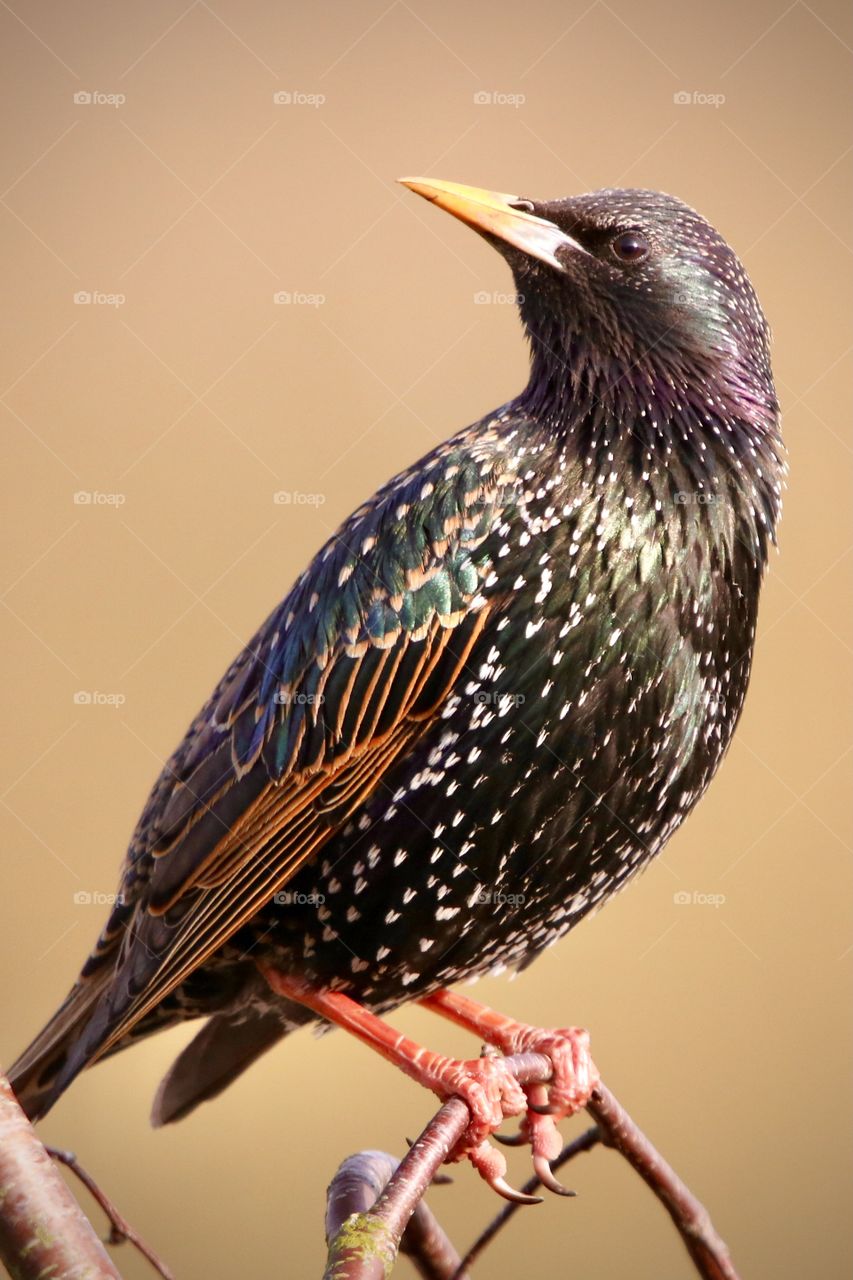 Starling