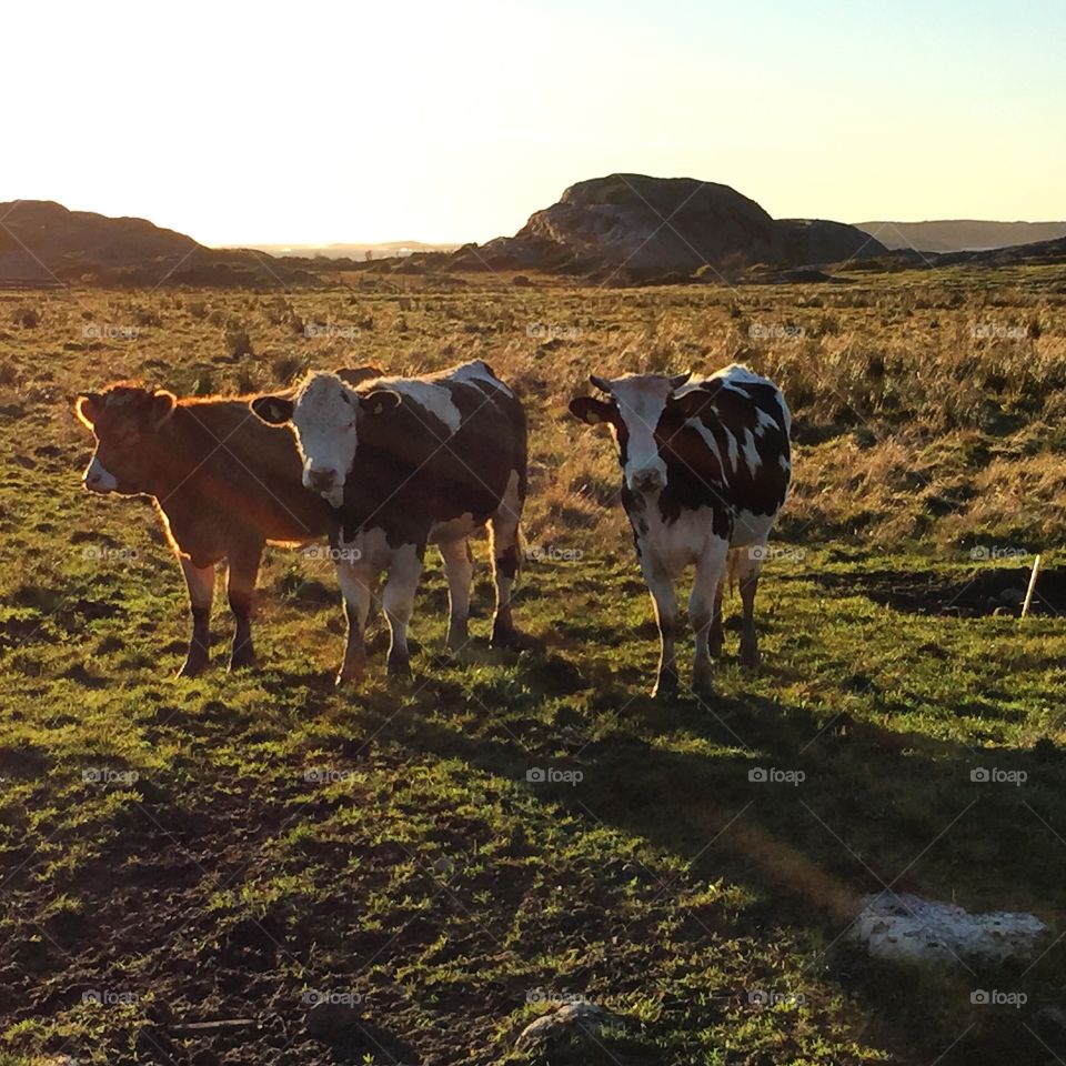 Small group of cow in forest