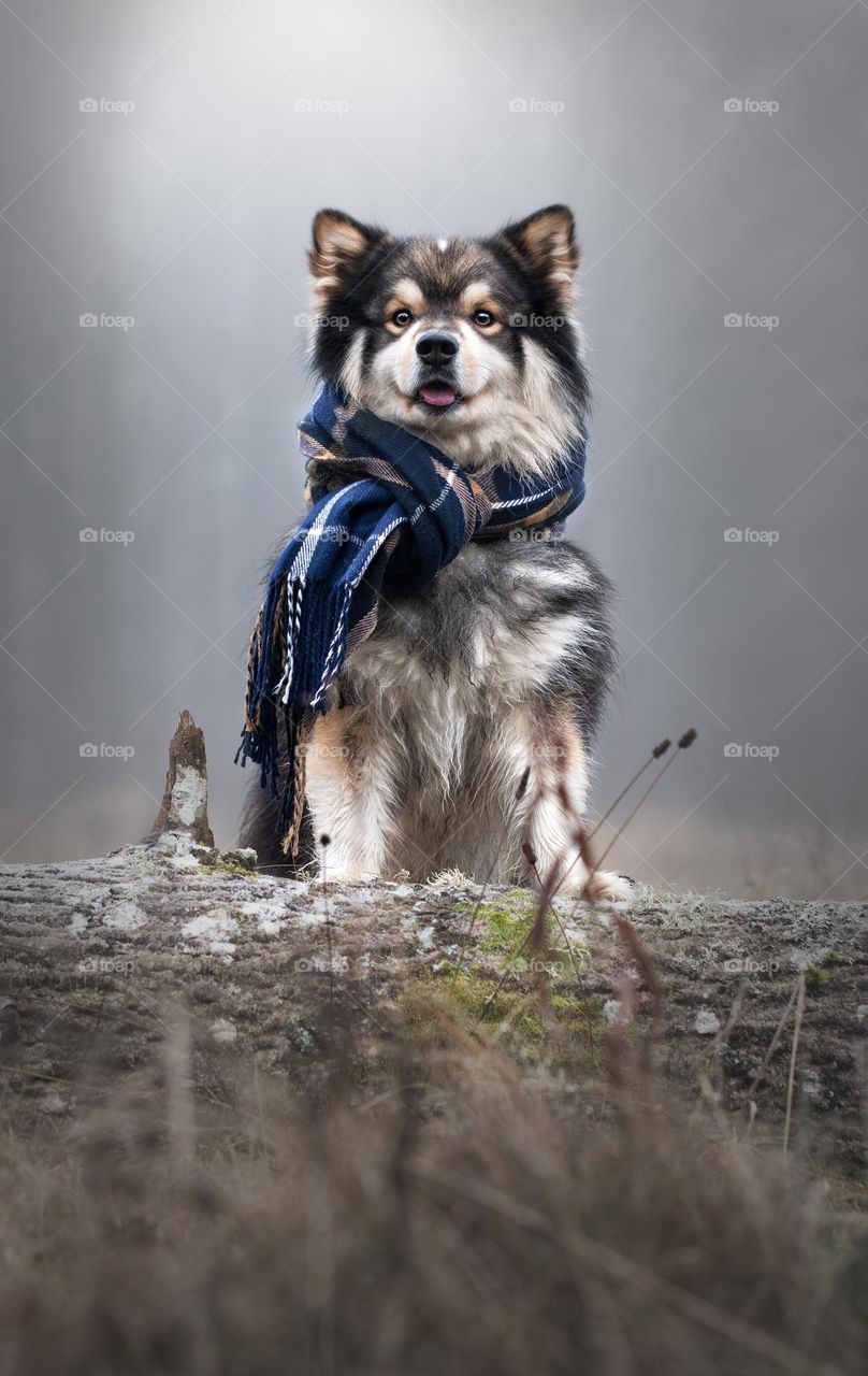 Portrait of a young Finnish Lapphund dog wearing a scarf