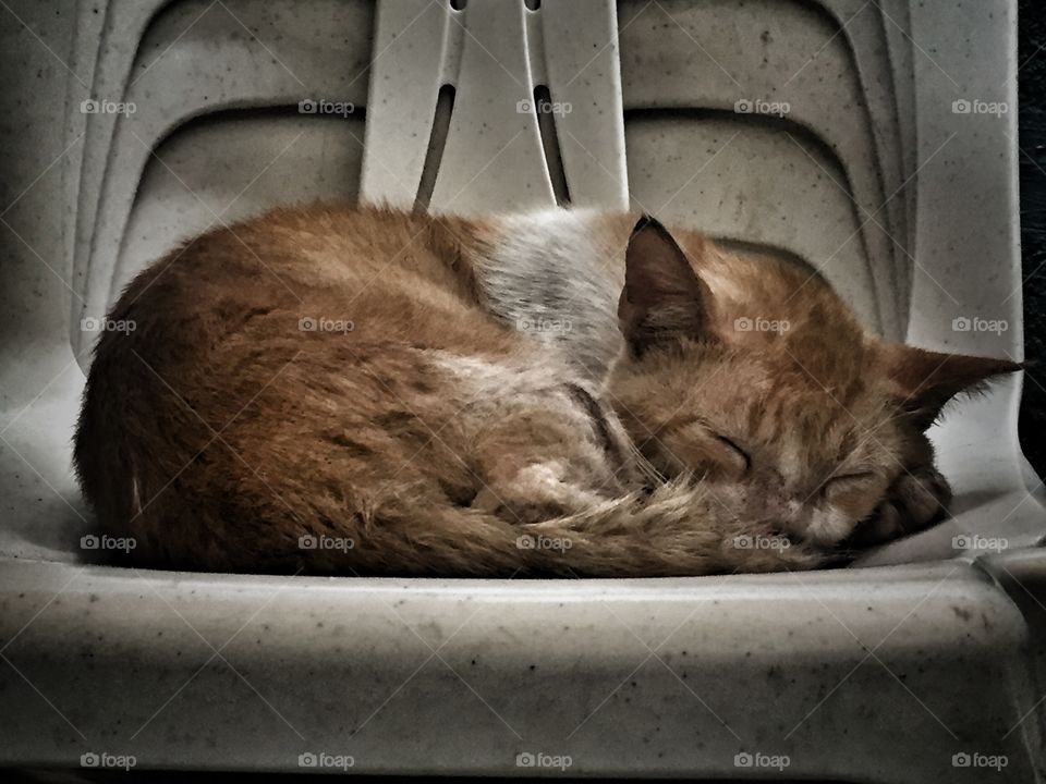 Sleeping Cat