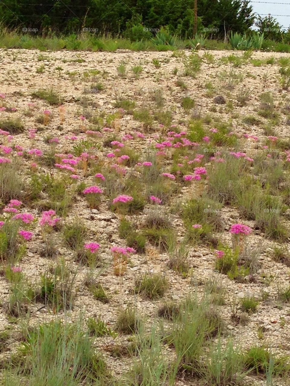 Mountain Pink Wildflowers