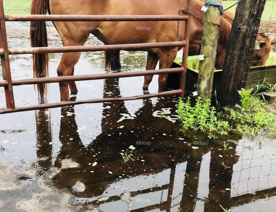 South Georgia storms have left their mark in the woods. Water dumped by a tornado about 10 miles away. 